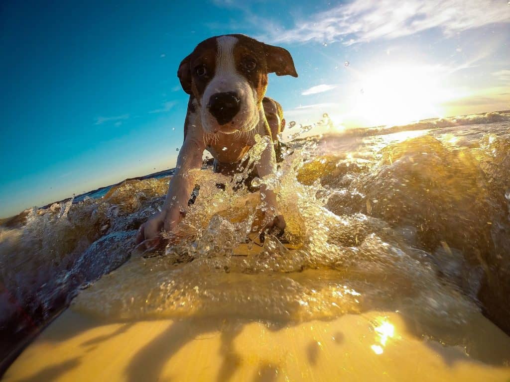 best travel destinations with dogs